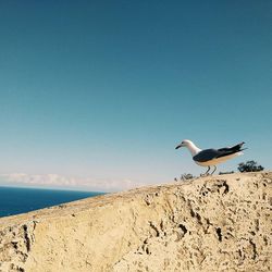 bird