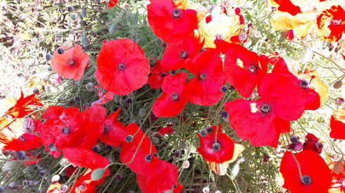 Close-up of red flowers