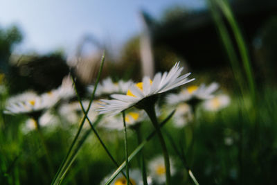 Close-up of white flowering plant on field