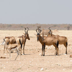 Group of red hardebeest and other antelopes