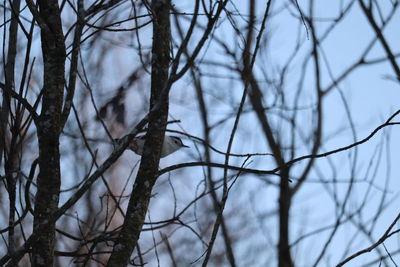 Low angle view of bare trees during winter