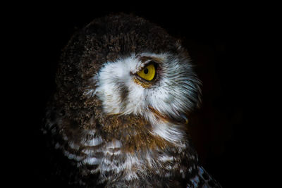 Close-up portrait of owl against black background