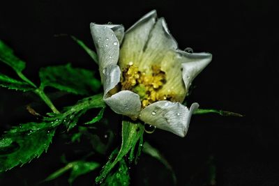 Close-up of wet flower blooming against black background
