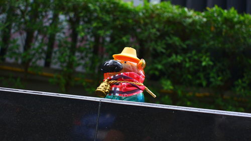 Close-up of a bird with toy