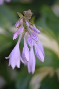 Close-up of purple flower