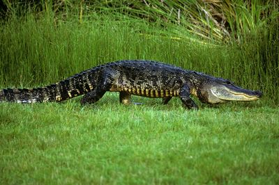 Alligator on grass in swamp