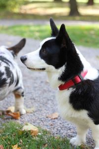 Pembroke welsh corgi 