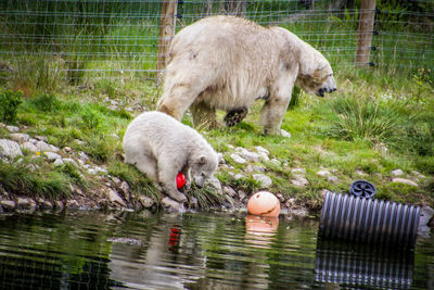 Sheep in a drinking water