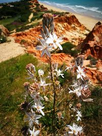 High angle view of flowers on field