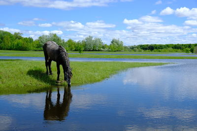 View of horse drinking water in lake