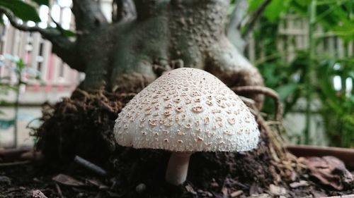 Close-up of fly agaric mushroom