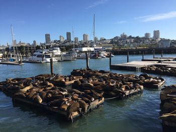 Seals resting on floating platform at harbor against sky