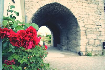 Close-up of red rose in park