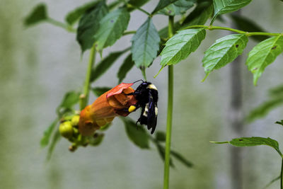 Close-up of butterfly pollinating on flower