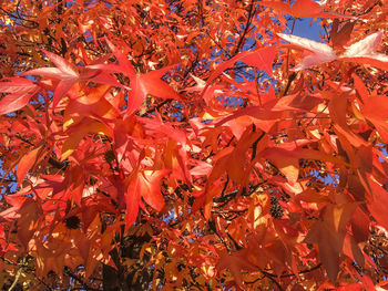 Close-up of maple tree during autumn