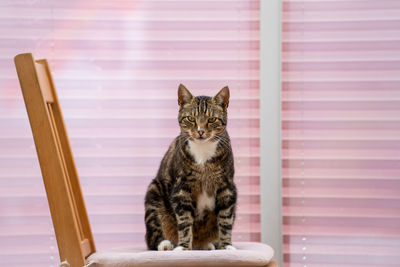 Portrait of tabby sitting at home