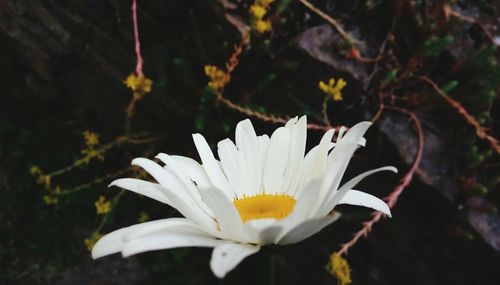 Close-up of white flowering plant