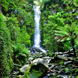 Scenic view of waterfall in forest