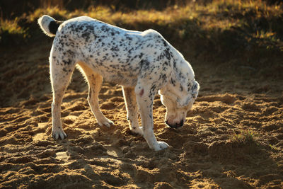 View of a horse on field