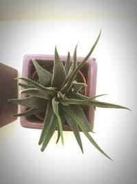 Close-up of plant against white background