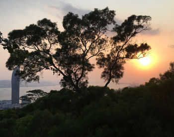 Silhouette tree against sky during sunset