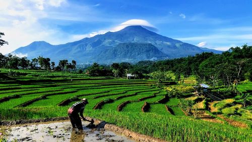 Scenic view of agricultural field against sky