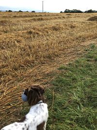 Dog on field