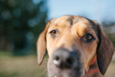 Close-up portrait of dog