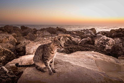 Dog standing on rocks at sunset