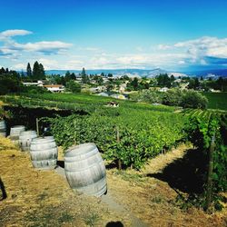 View of vineyard against sky