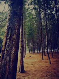 Trees in forest