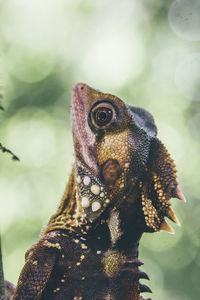 Close-up of lizard