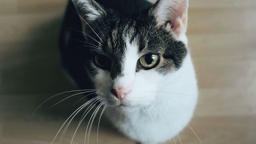 Close-up portrait of cat