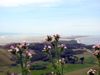 Close-up of pink flowers blooming on field against sky