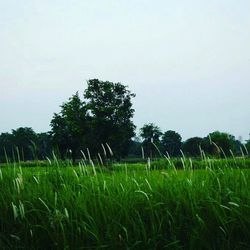 Trees on field against sky