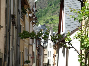 Houses against trees