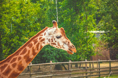 View of giraffe against trees in zoo