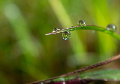 Close-up of water drops on plant