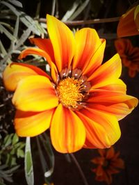 Close-up of orange flower blooming outdoors