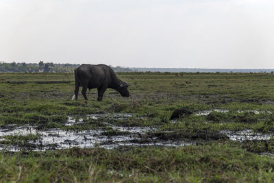 Horse in a field
