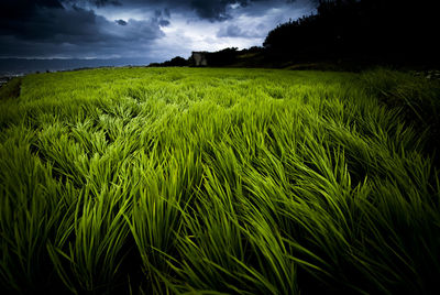 Scenic view of agricultural field against sky