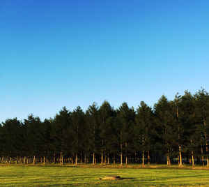 Scenic view of grassy field against blue sky