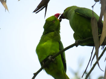 Low angle view of bird perching on plant