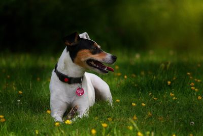 Ratonero bodeguero andaluz dog sitting on grassy field