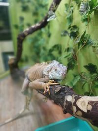 Close-up of lizard on branch