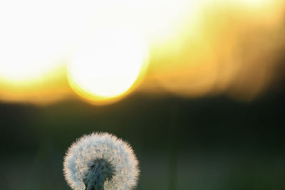 Close-up of dandelion against sky during sunset