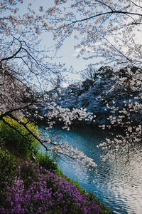 View of cherry tree by lake against sky