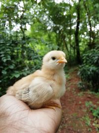 Close-up of a hand holding a bird