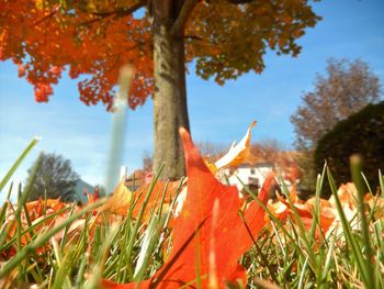 Close-up of autumn leaves growing on plant at field