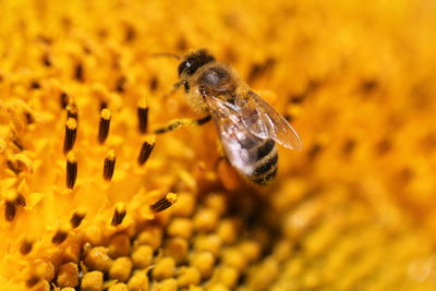 Close-up of bee on flower